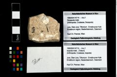 Foto (Objekt + Etikett) von Isopoda indet.  (NHMW-GEO-1990-0041-4714)
